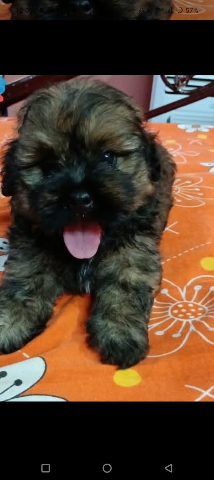 Cookie