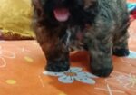 Cookie