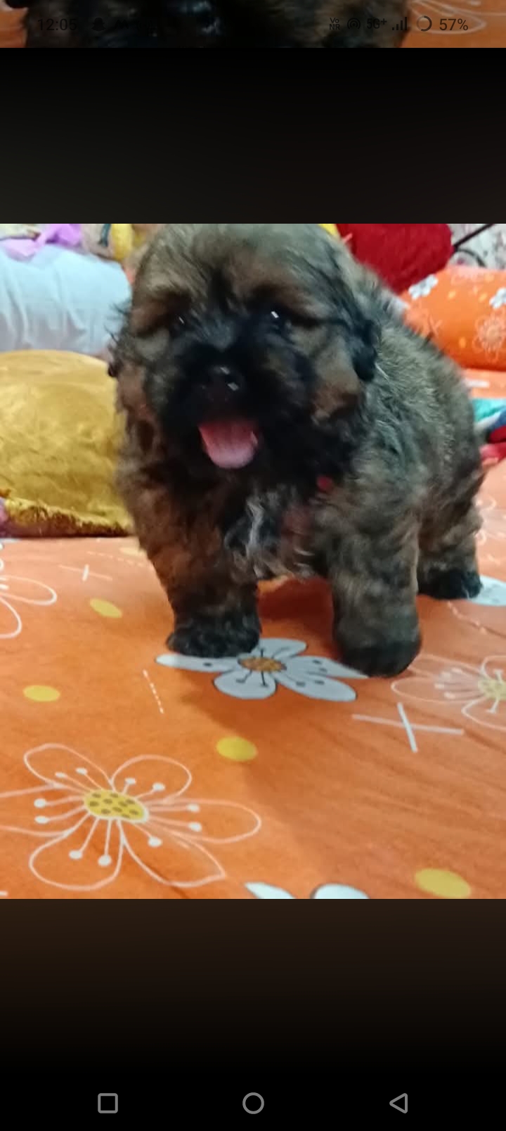 Cookie
