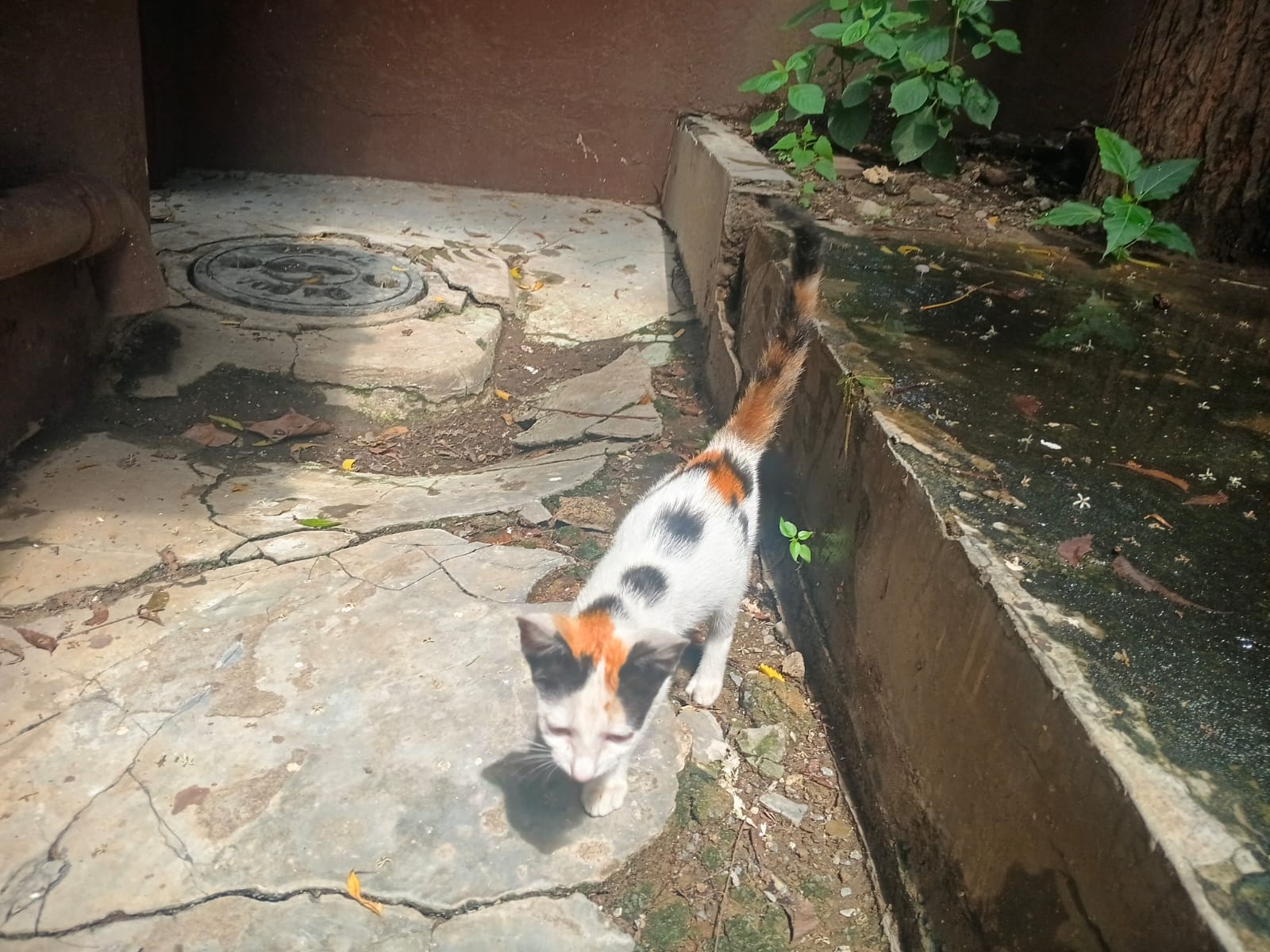 Mimi