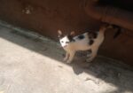 Mimi