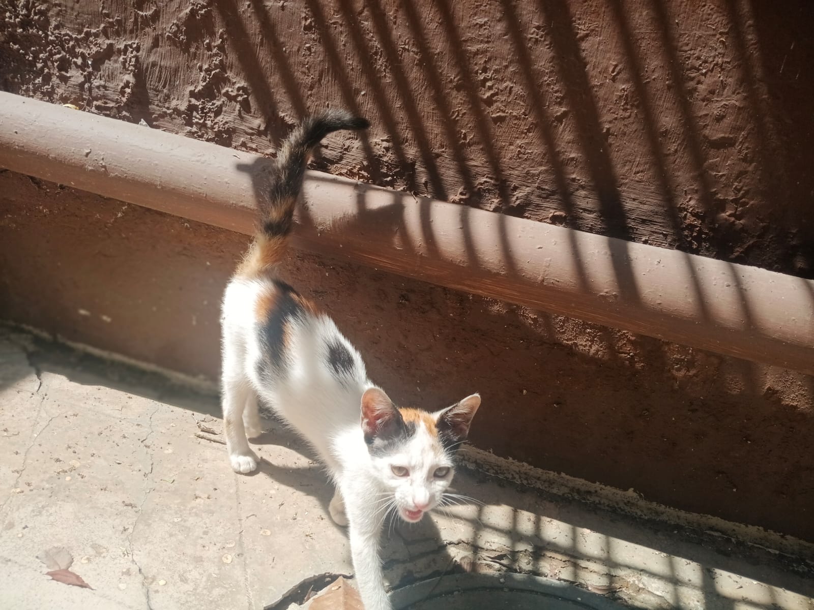Mimi