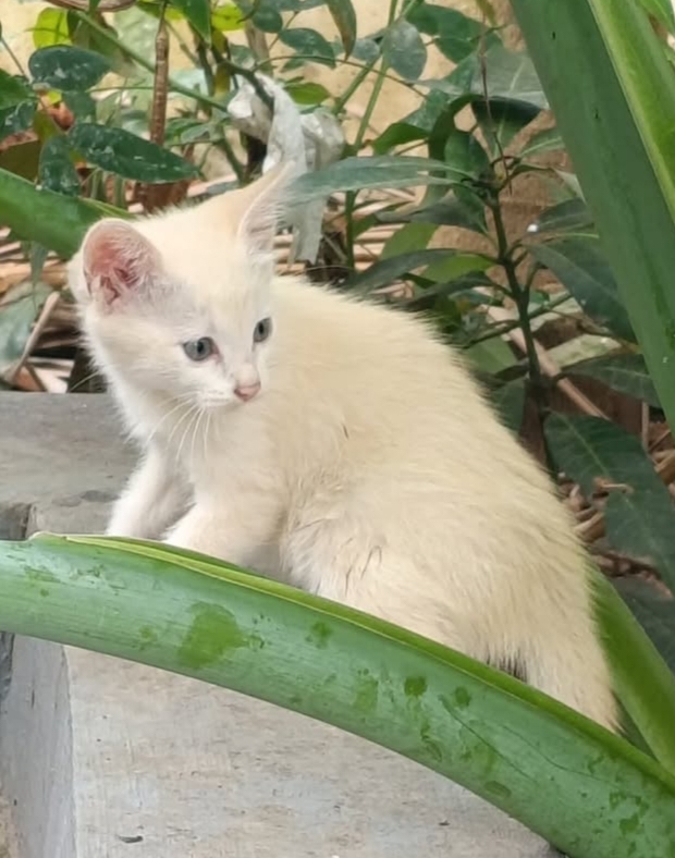 Coco
