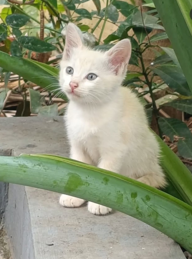 Coco