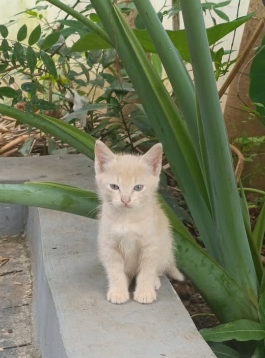 Coco