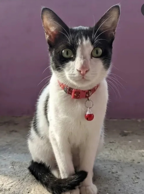 Oreo