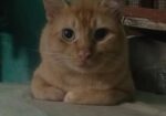 Simba