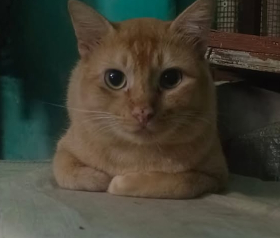 Simba
