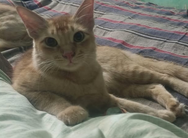 Simba