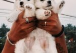 Garmen Spitz