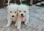 Garmen Spitz