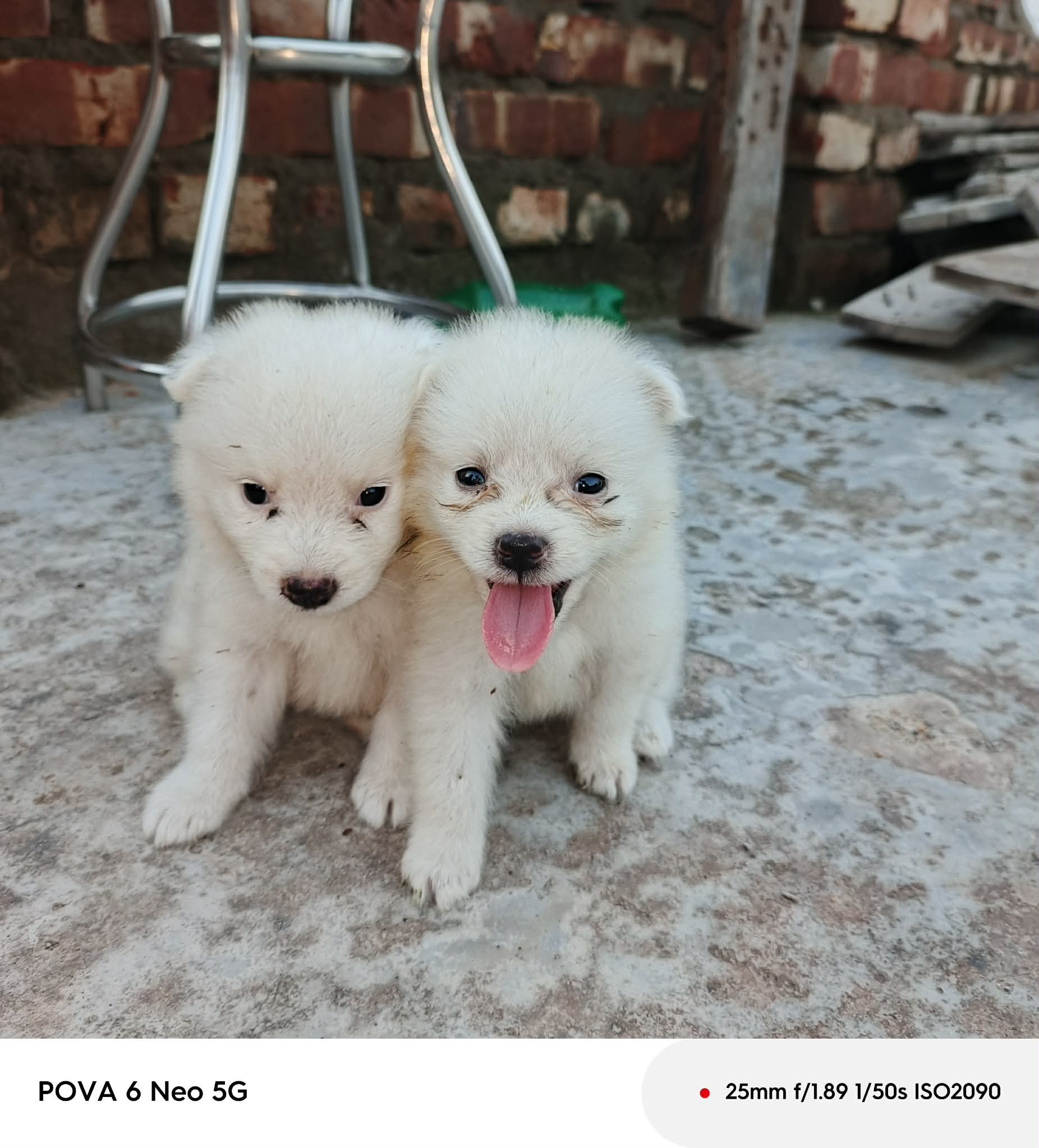 Garmen Spitz